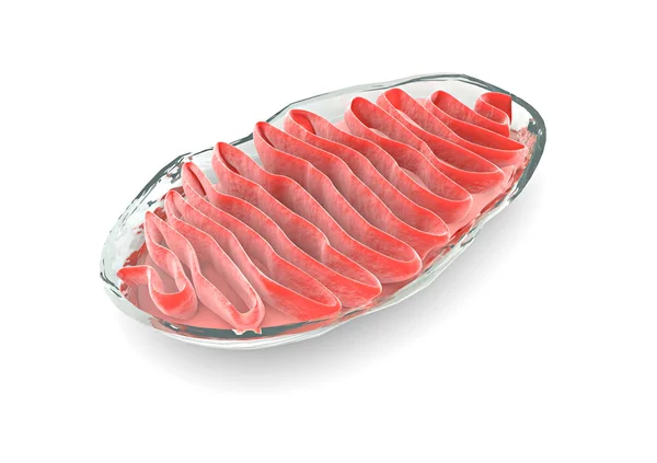 Mitochondria sekcji, komórka — Zdjęcie stockowe