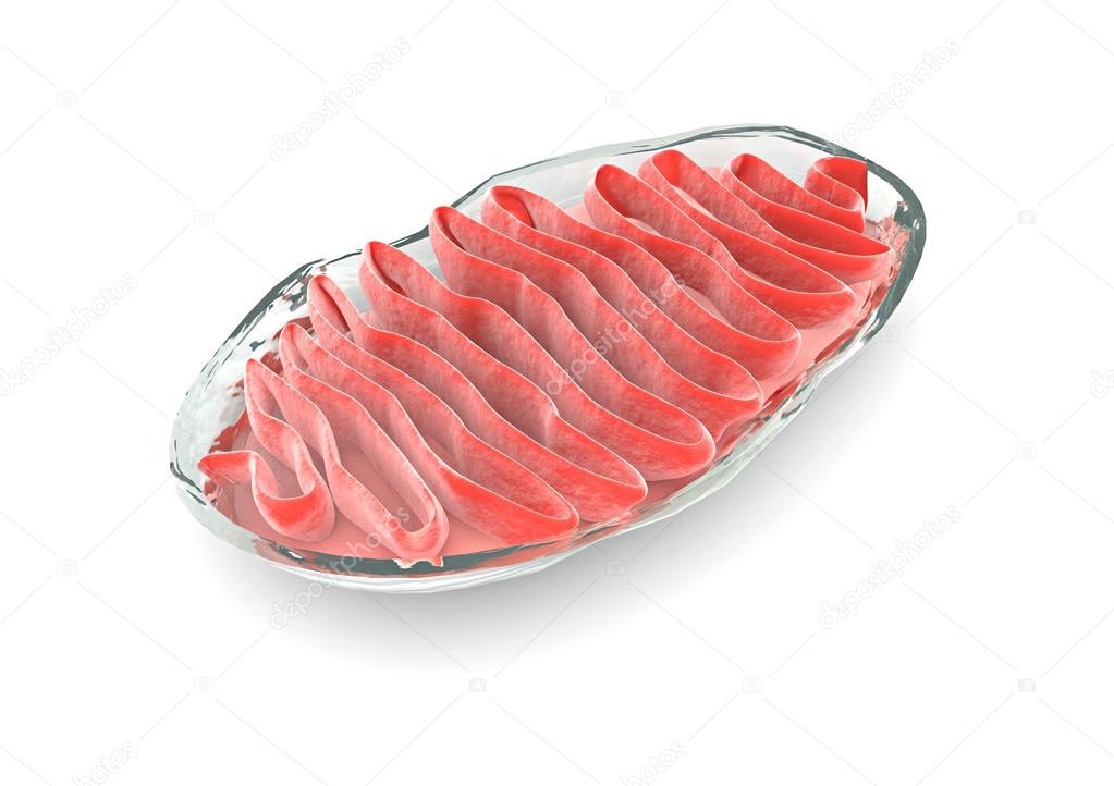 Section mitochondria, cell