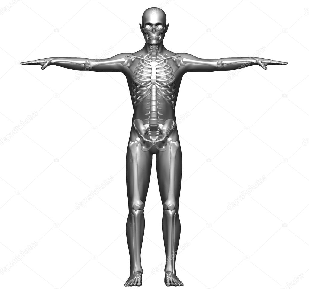 인간의 신체와 골격의 x 선 — 스톡 사진 © vampy1 24884425