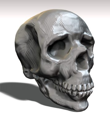 yandan görülen kafatası