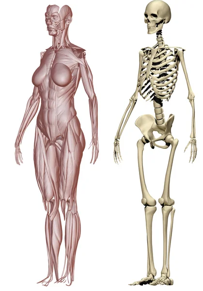 Muscles and skeleton woman — Stock Photo, Image