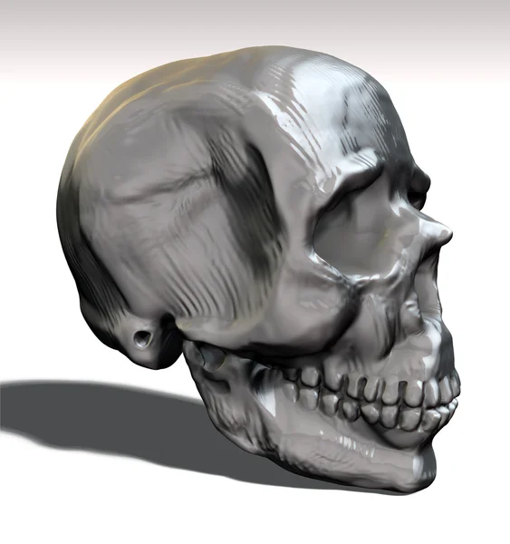 Cráneo visto desde el costado —  Fotos de Stock