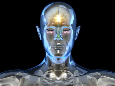 baş kafatası beyin