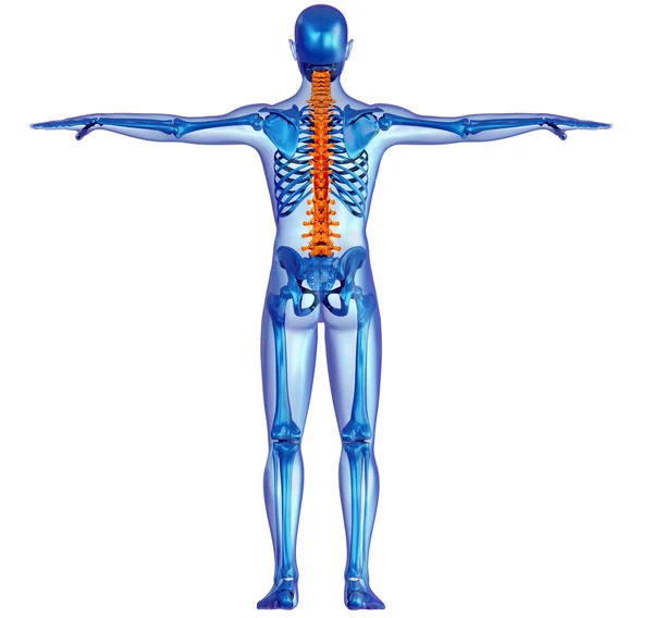 Human body skeleton and pain in the spine — Stock Photo, Image