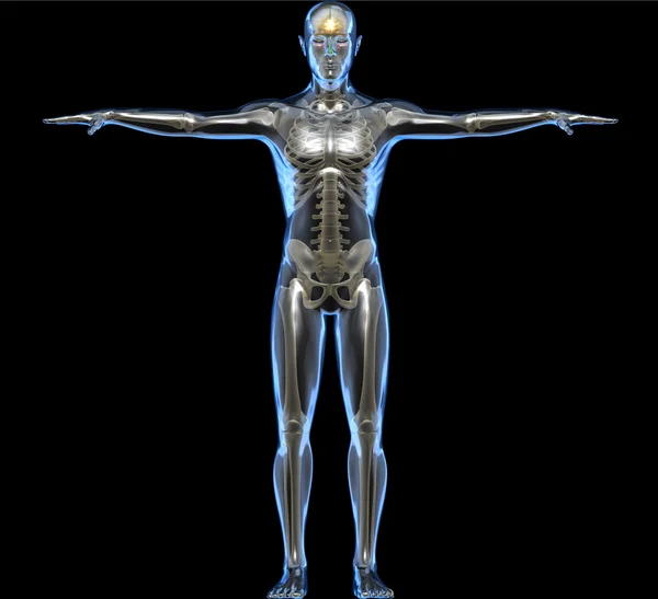 X-ray of a human body and skeleton — Stock Photo, Image