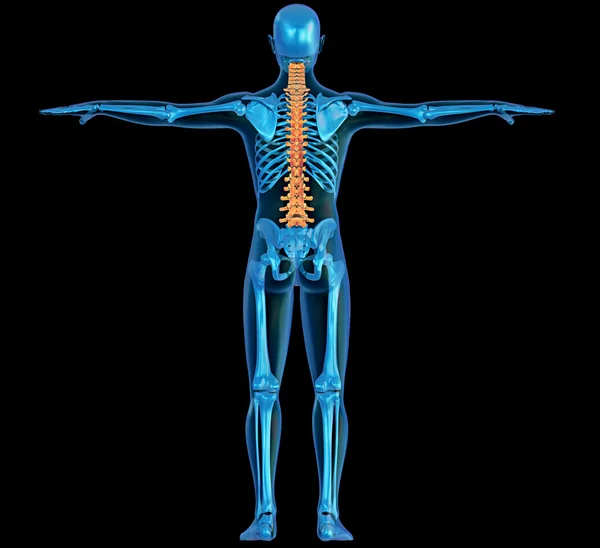 Human body skeleton and pain in the spine — Stockfoto