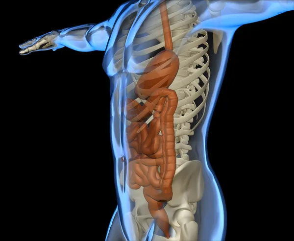 Cuerpo humano con intestino y esqueleto —  Fotos de Stock