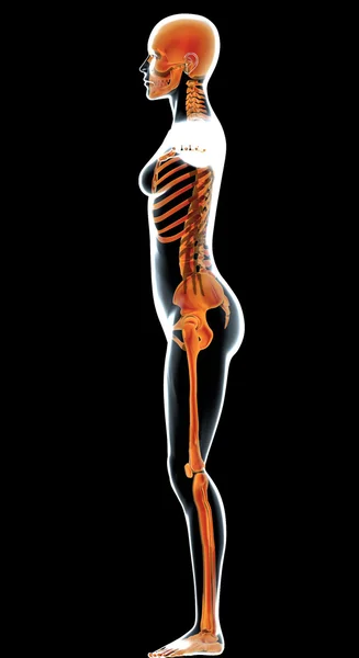 Side view x-ray of woman, body and skeleton — Stock Photo, Image
