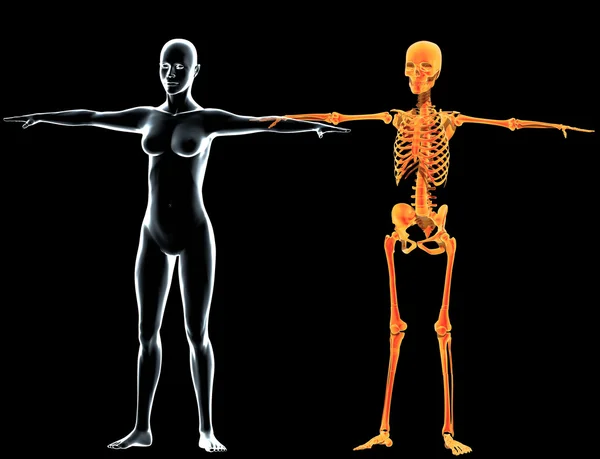 Rentgenový pohled zepředu žena, těla a kostry — Stock fotografie