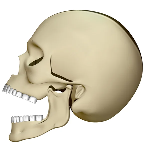 从侧面观看的头骨 — 图库照片