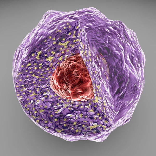 Zellkern, Zellkern, menschliche Körperzelle — Stockfoto