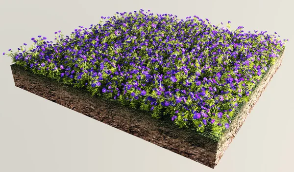 Seção de terra com jardim de flores — Fotografia de Stock
