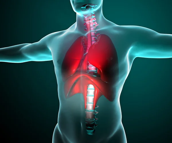 Pulmones vistos en rayos X en un cuerpo —  Fotos de Stock