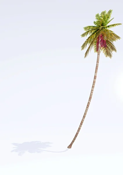 Palm Tree — Stock Photo, Image