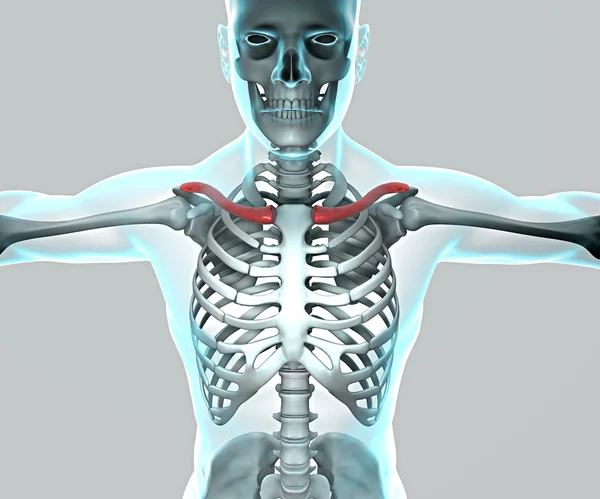 人間の身体と骨格の x 線 — ストック写真