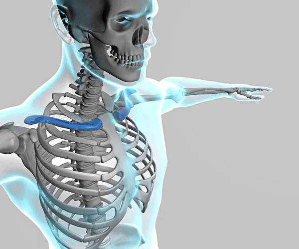 Raios X do corpo humano e esqueleto — Fotografia de Stock