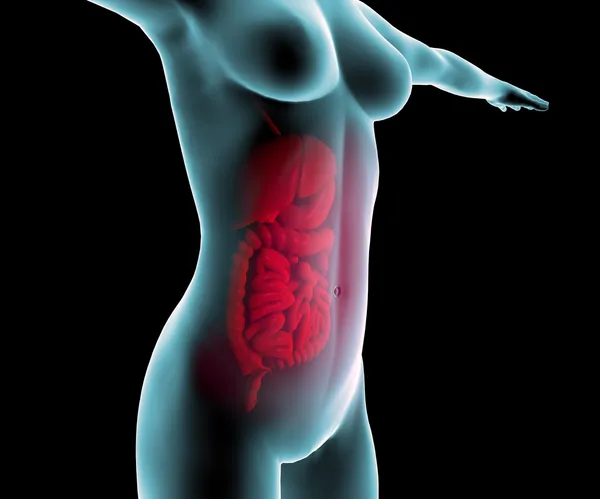 Woman and digestive tract, intestines — Stock Photo, Image