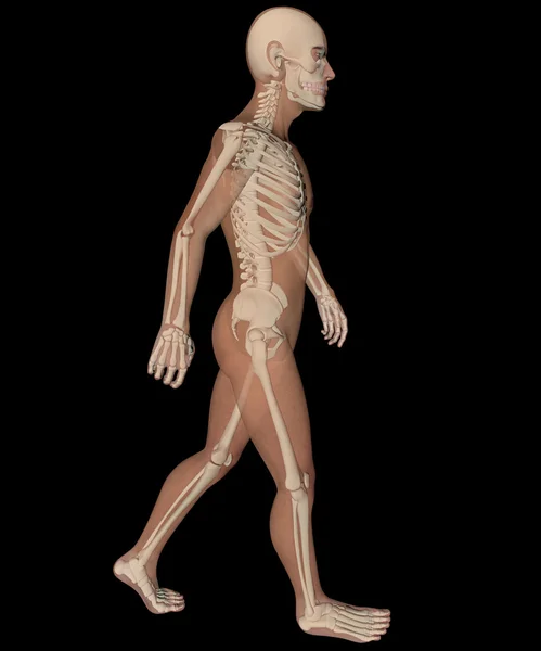 Man walking seen on x-rays — Stock Photo, Image