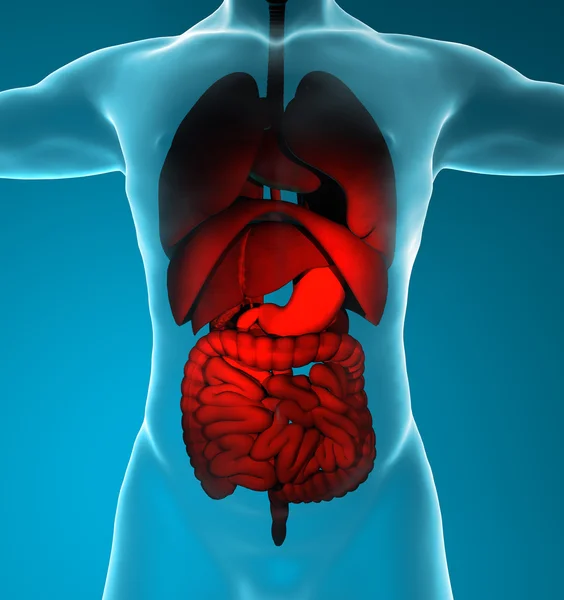 Mannelijke spijsverteringsstelsel en ademhalingswegen — Stockfoto