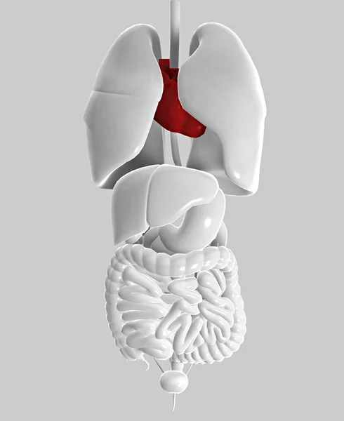 Intestine lungs heart human body woman — Stok fotoğraf