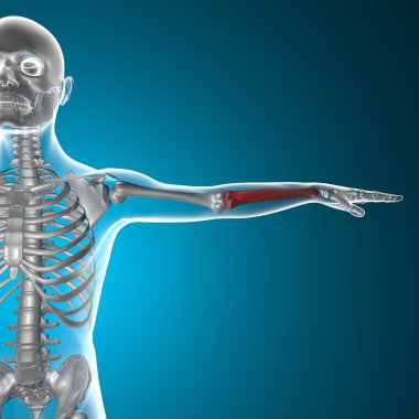 Arm bone x-ray human body clipart