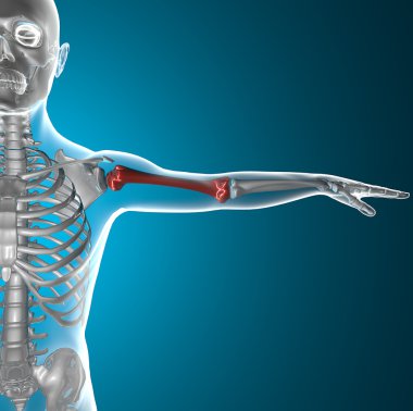Arm bone x-ray human body clipart