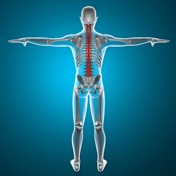 Spine x-ray skeleton — Stock Photo, Image