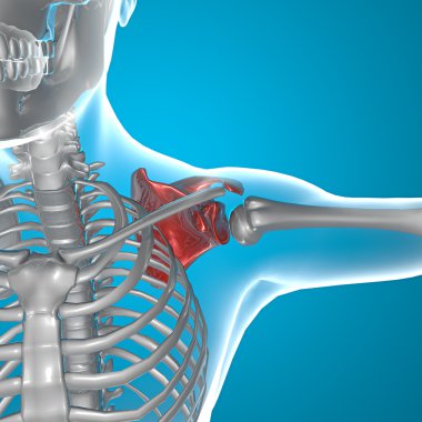 Kürek kemiği kol x-ray insan vücudu