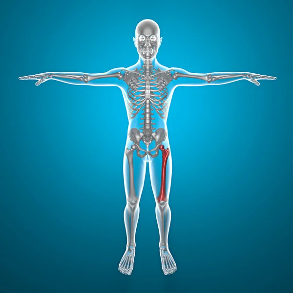 X ray of human body and skeleton — Stock Photo, Image