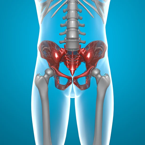 Basin pelvis human body x-ray — Stock Photo, Image