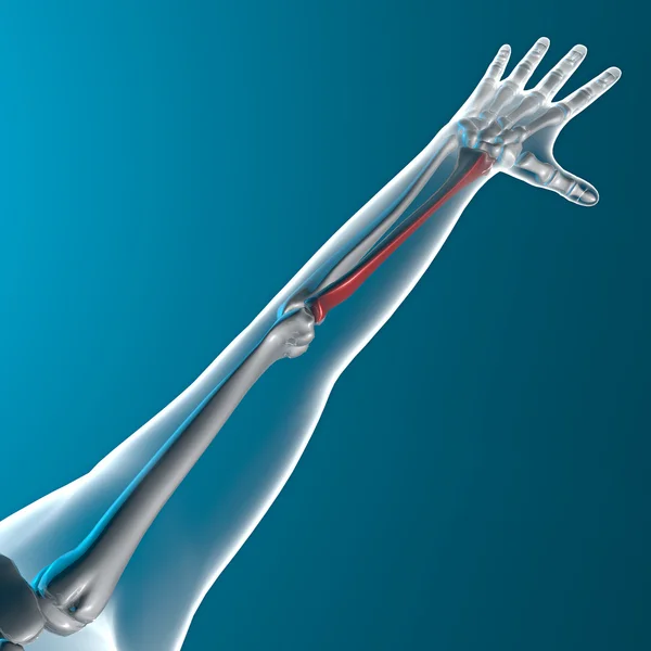 手臂骨 x 射线人体 — 图库照片