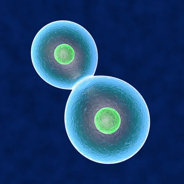 Дублювання клітин ядра людського тіла — стокове фото