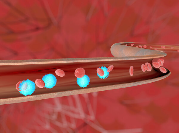 Кровяная вена
