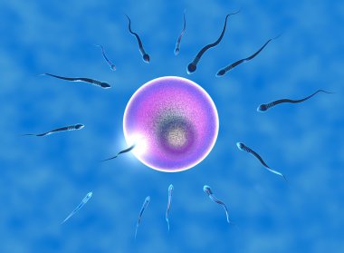 Conception, ovule and sperm clipart