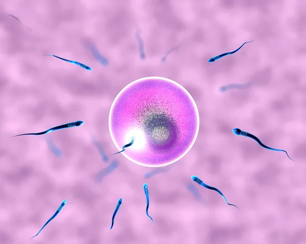 概念、胚珠と精子 — ストック写真
