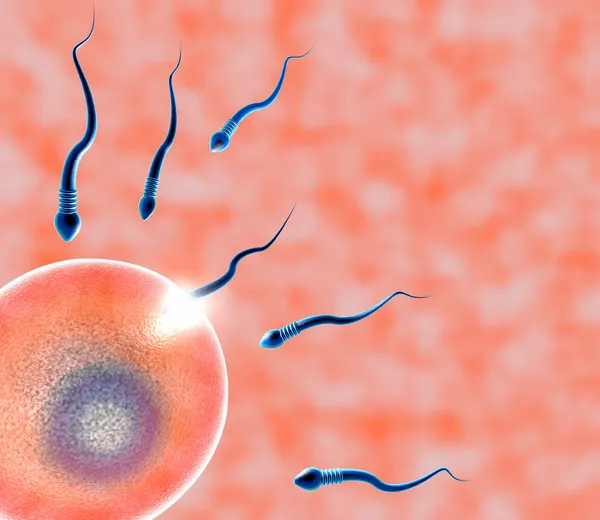 Anlayışı, ovule ve sperm — Stok fotoğraf