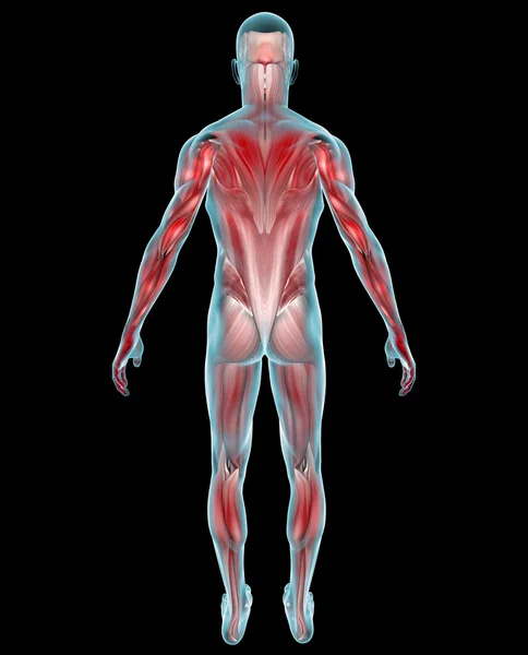 Anatomia muscular — Fotografia de Stock