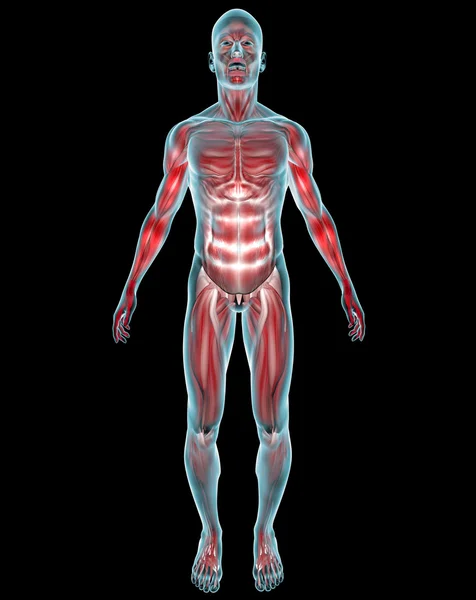 Anatomia mięśni — Zdjęcie stockowe