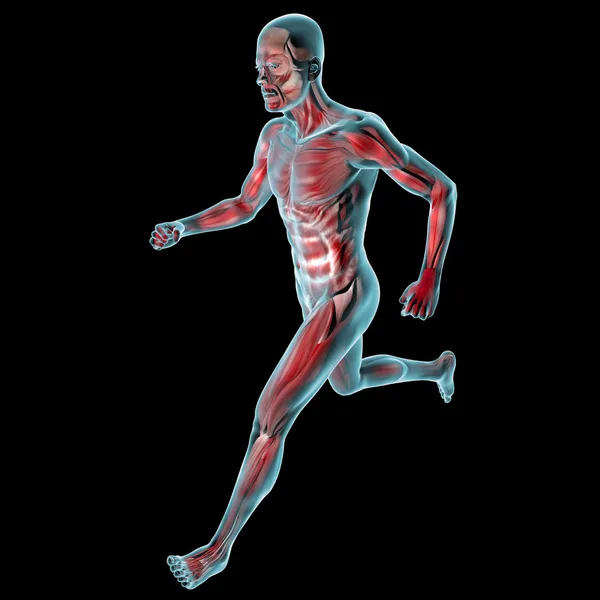 Running man muscles anatomy — Stock Photo, Image