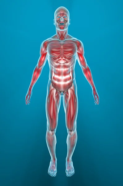 Anatomía muscular — Foto de Stock