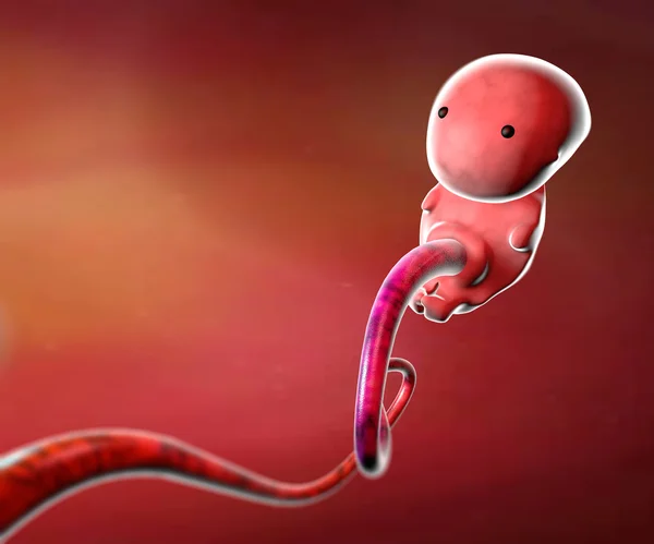Menschlicher Embryo — Stockfoto