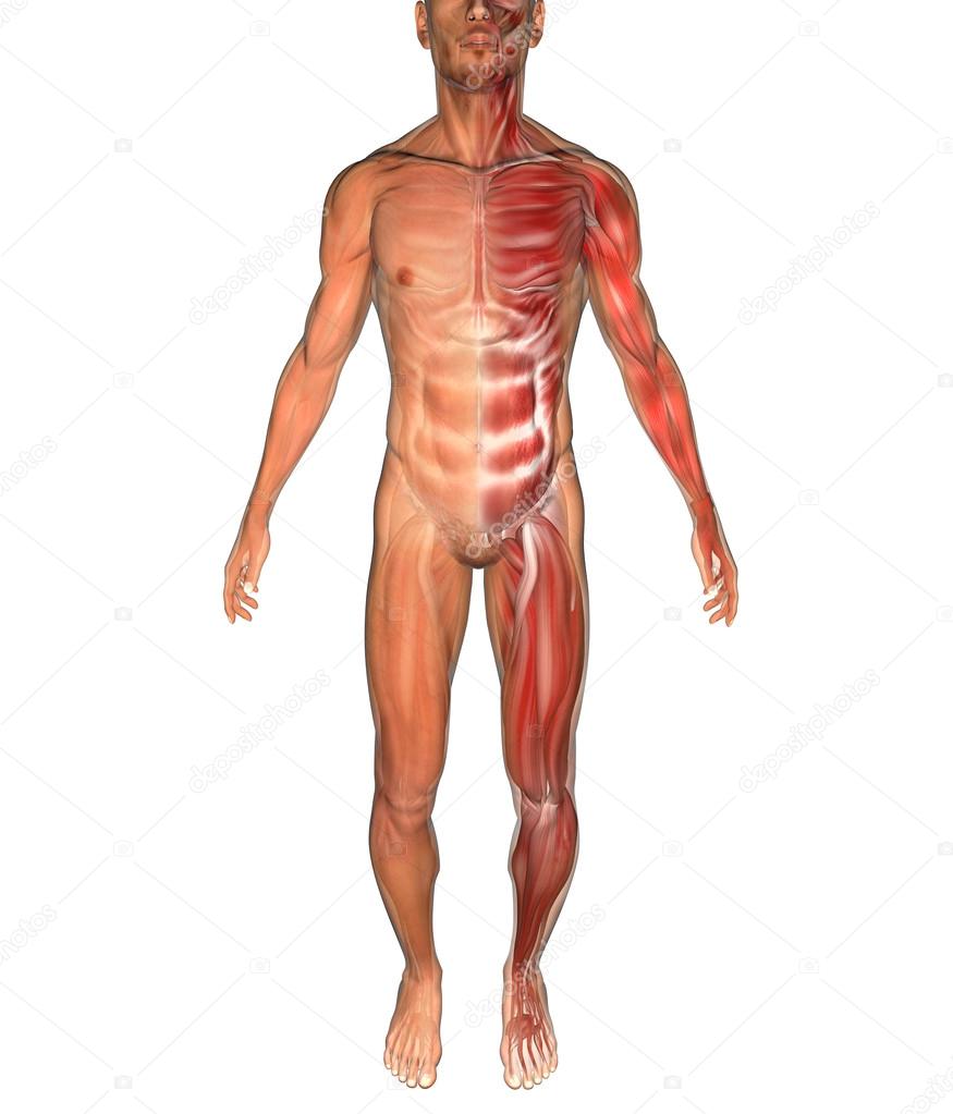 Man muscles