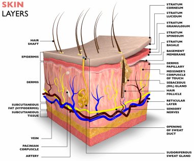 Skin layers clipart