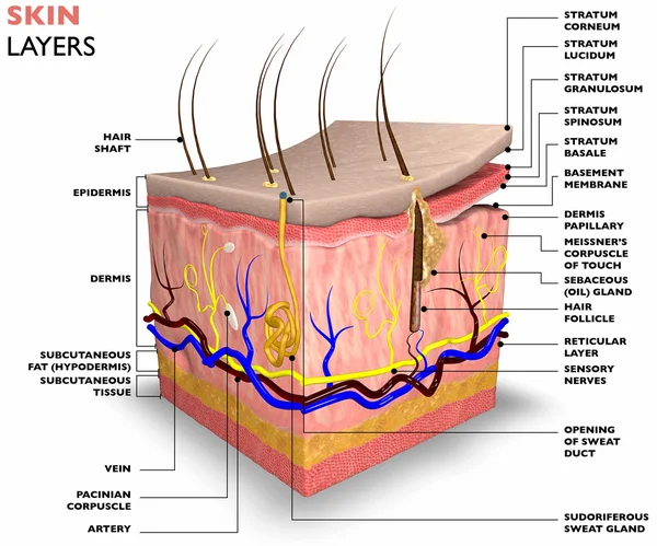 Camadas de pele — Fotografia de Stock