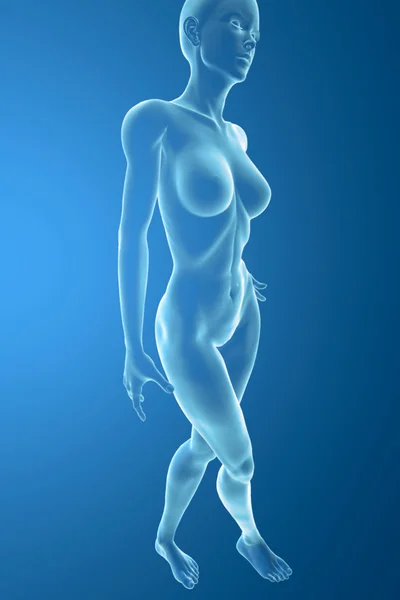 Anatomia della donna — Foto Stock