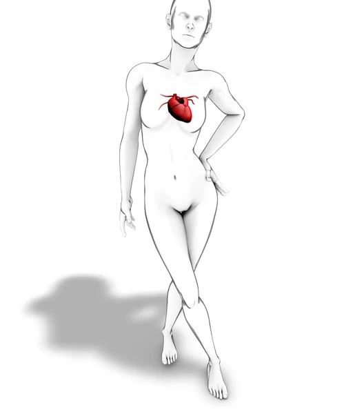 Anatomia da mulher — Fotografia de Stock