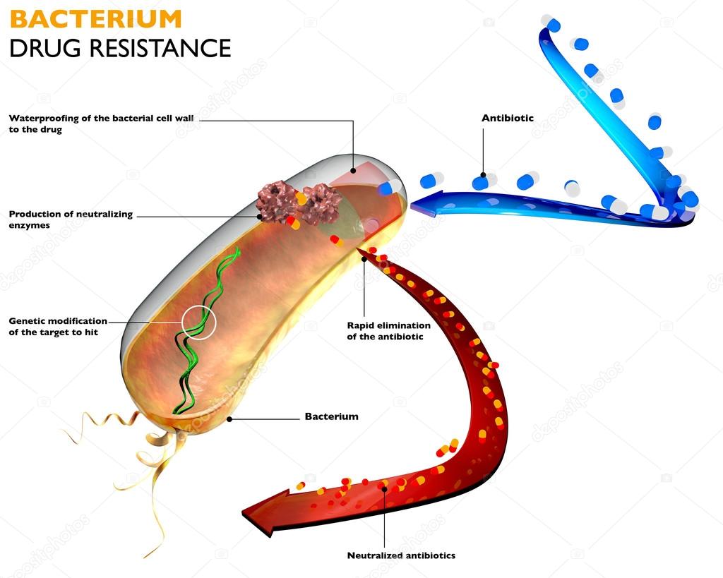 Resistance of bacteria to antibiotics