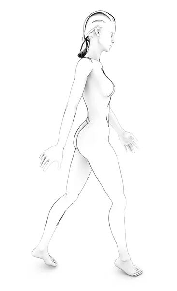 Kobieta anatomii ciała ludzkiego ciała biały rysunek szkic — Zdjęcie stockowe