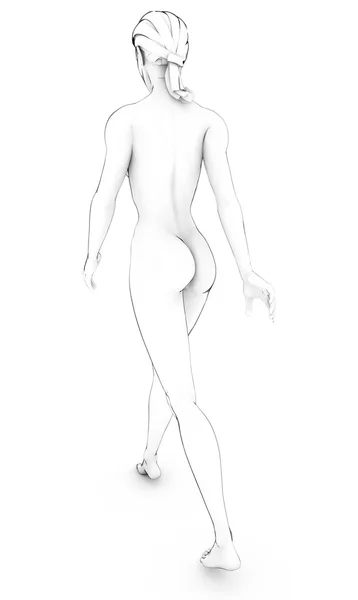 女性人体解剖ボディ ホワイト ドローイング ・ デッサン — ストック写真