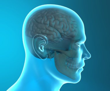 insan kafatası görüntüsü